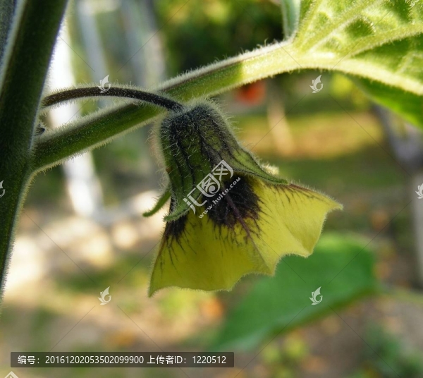 秘魯酸漿