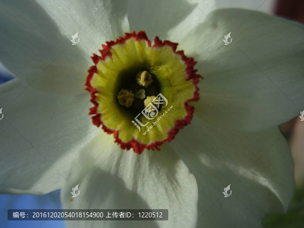 水仙花