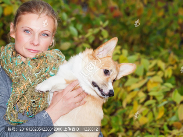 與女孩柯基犬小狗