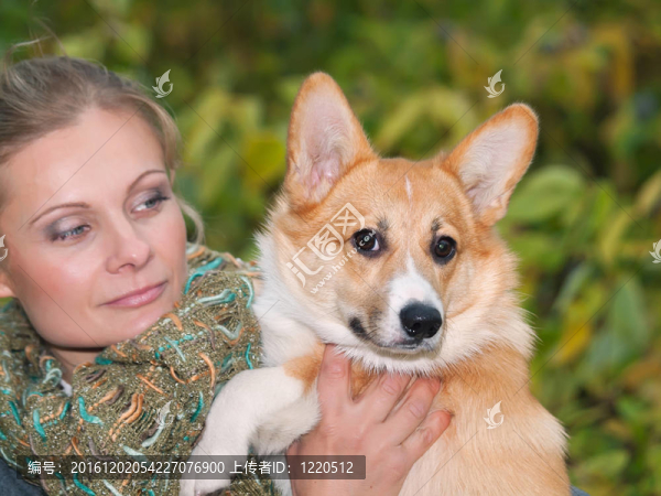 與女孩柯基犬小狗