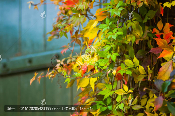 豐富多彩的維吉尼亞爬山虎在秋天