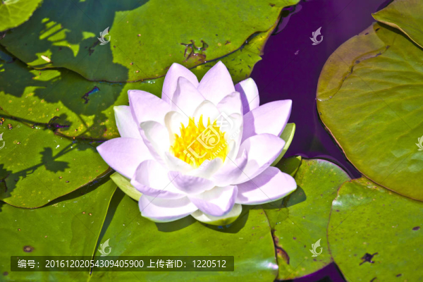 白荷花水百合