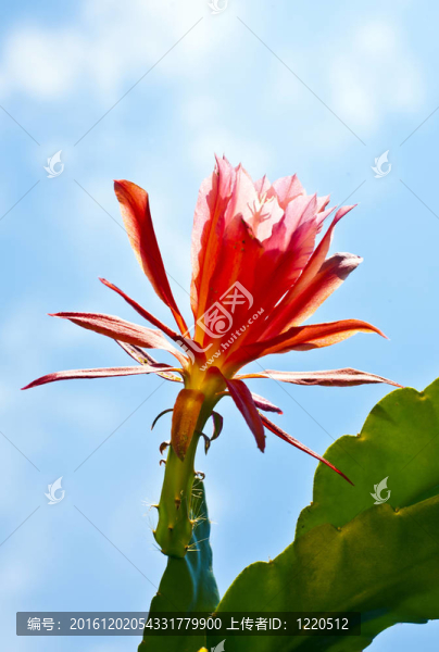 美麗盛開的仙人掌的細節(jié)