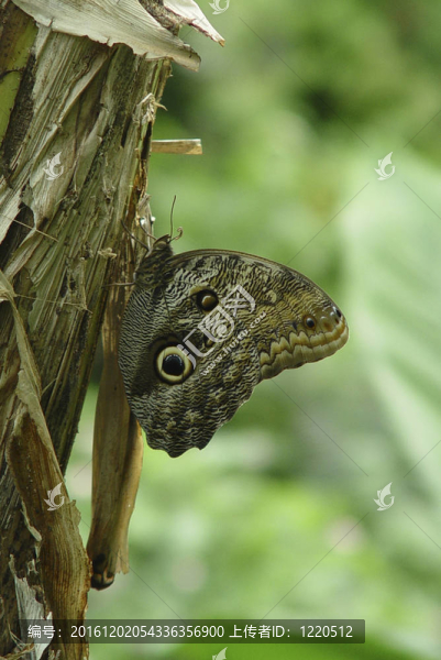 Satyrus,Actaea。