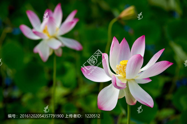 粉紅色的蓮花