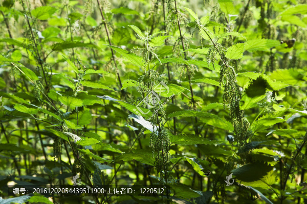 蕁麻了