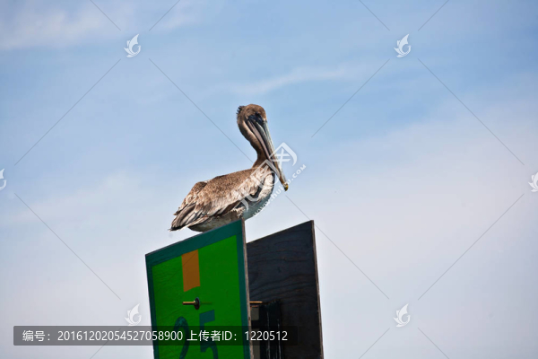 鵜鶘鳥在自然