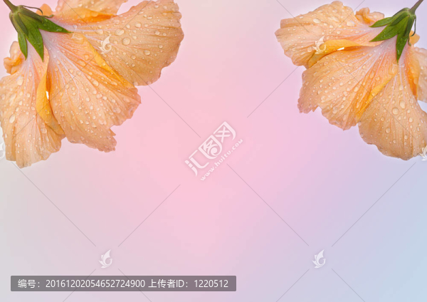 橙色的芙蓉