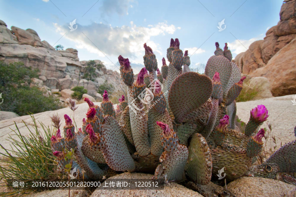 紅色沙漠仙人掌開花的野生海貍尾巴