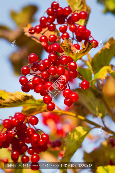 紅色漿果在Guelder,Rose還是雪球樹