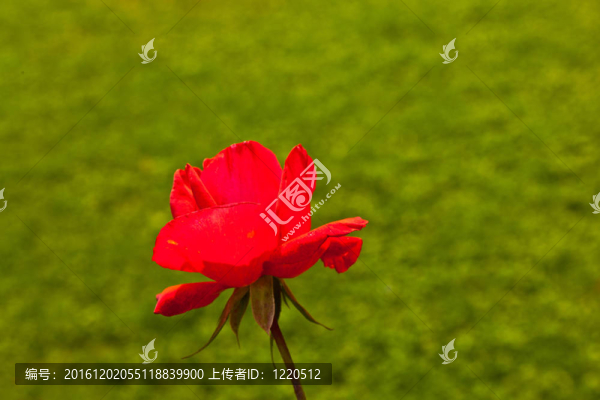 薔薇處處開