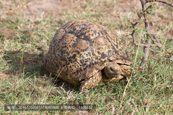 豹紋龜（Geochelone,pardalis）