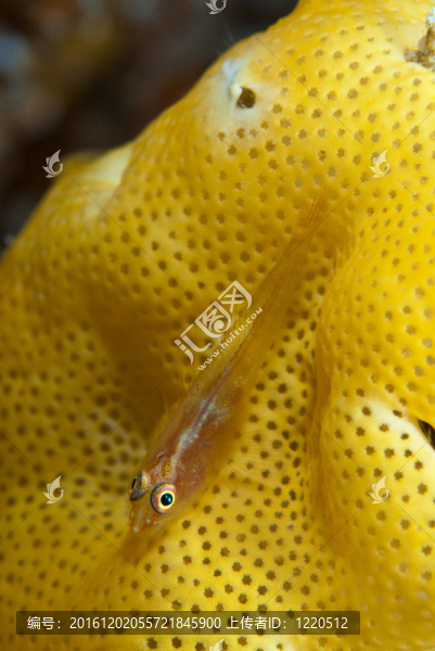 瘋狂的蝦虎魚