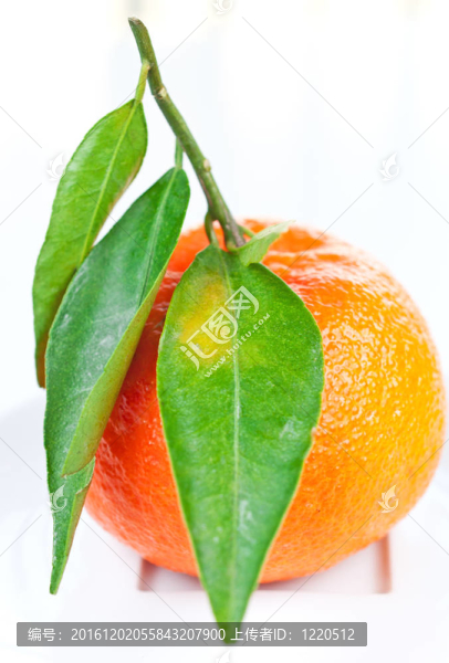 Tangerine夜店有綠色的葉子在盤子