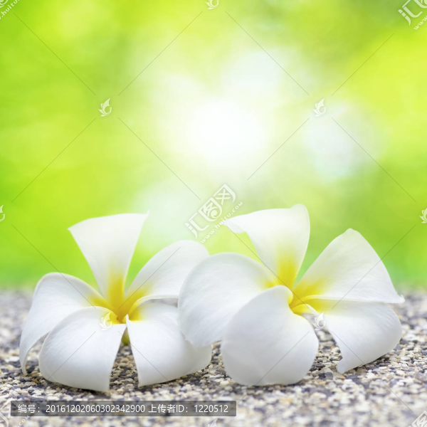 兩個白色的花。廣場組成。淺景深。