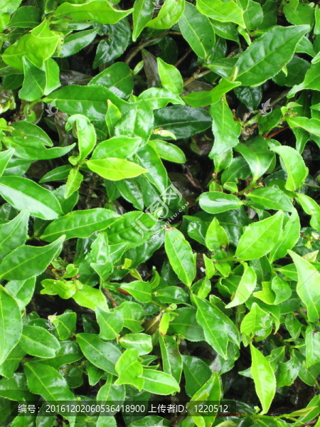 對(duì)該型植物的葉子