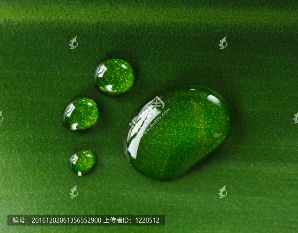 水足跡落在樹葉上。