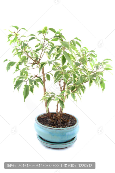 無花果樹