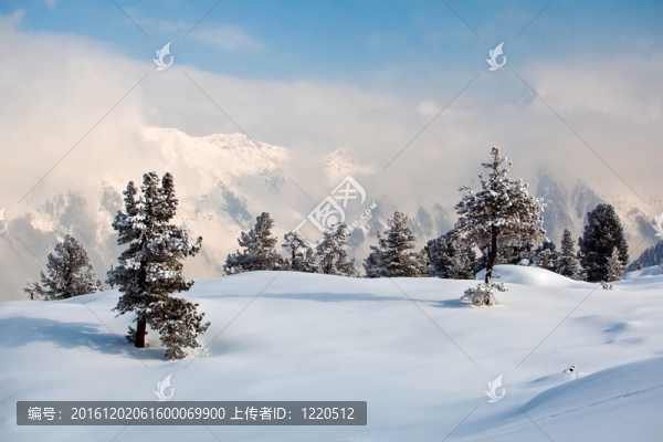 樹上結(jié)滿了霜和雪在山