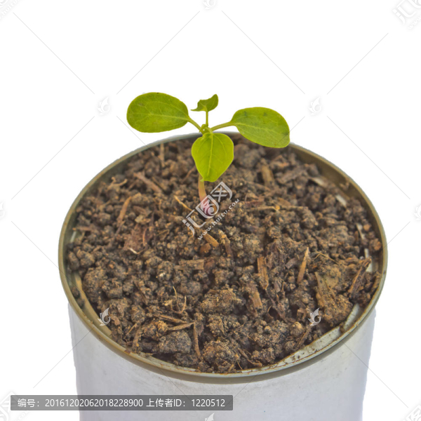 綠色植物中能分離