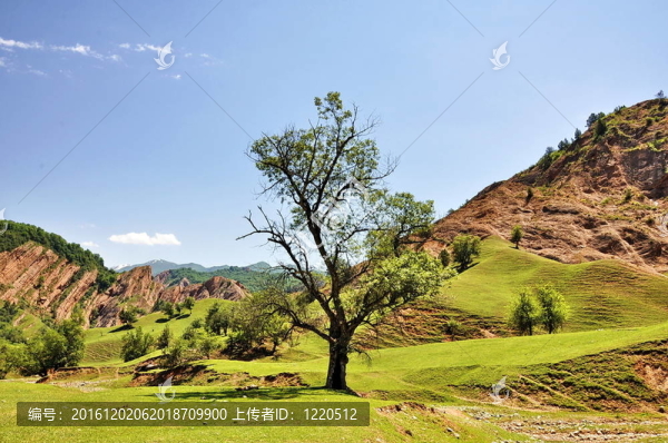 孤獨(dú)的樹