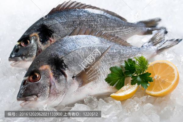 Gilthead（金頭鯛）冰