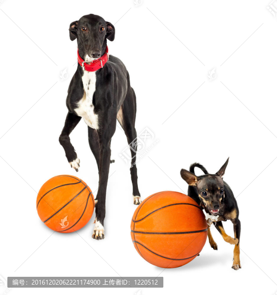 獵犬和一個籃球玩具狗