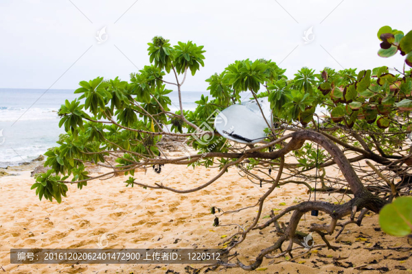夏威夷海