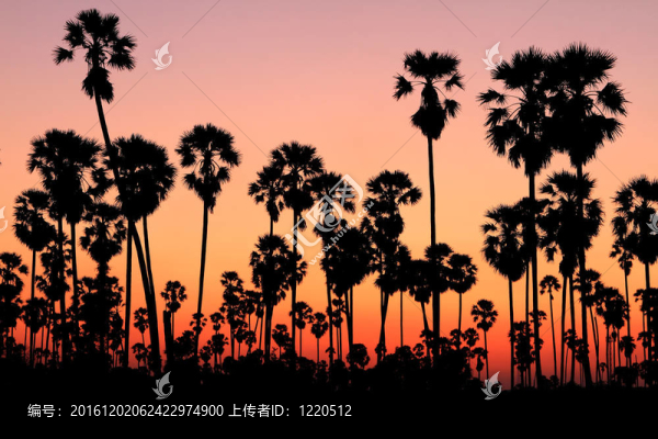 日落棕櫚樹