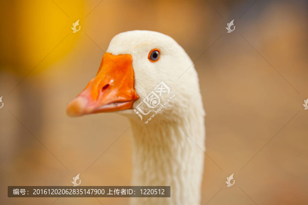 鵝