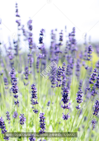 薰衣草