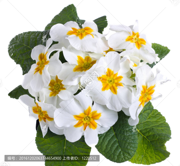 白色櫻草花白色隔離