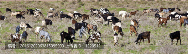 草地上的山羊