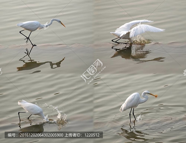 白鷺搶魚