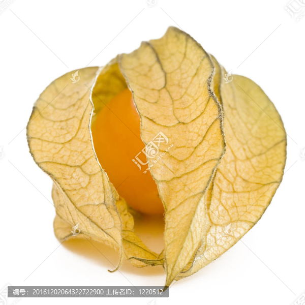 一種酸漿果