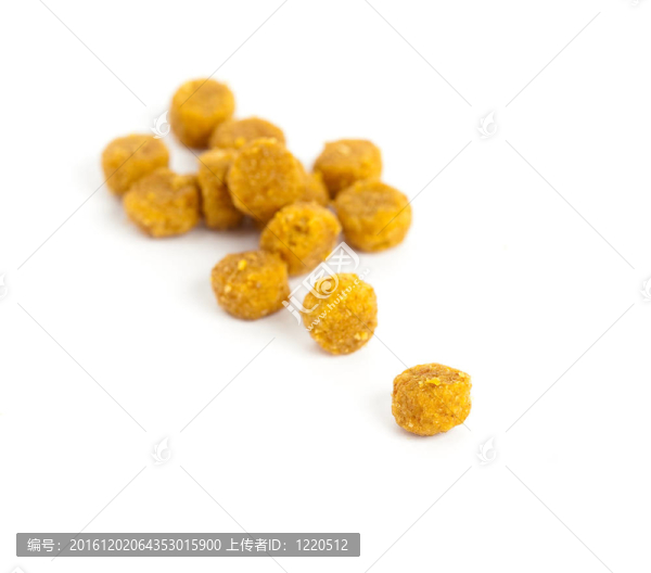 食物的狗