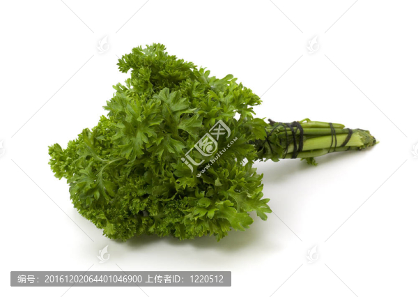 香菜枝