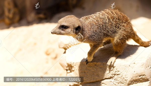 suricatta