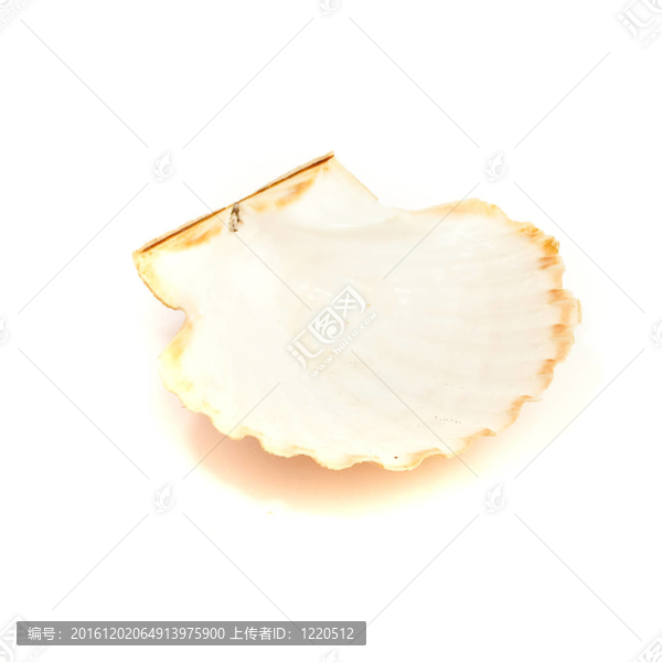 海貝殼