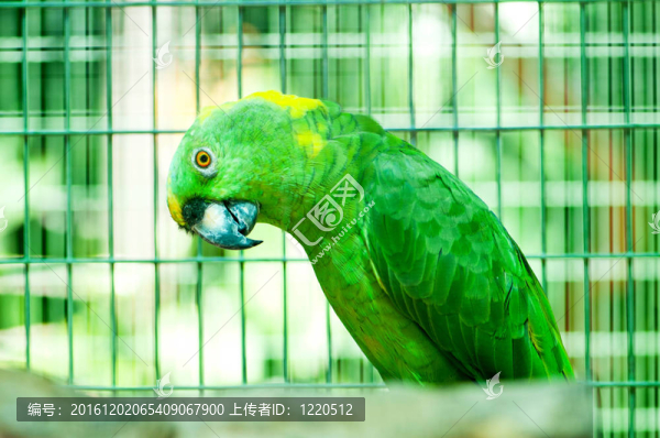 鸚鵡鸚鵡棲息在鱸魚上