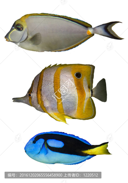 三熱帶魚