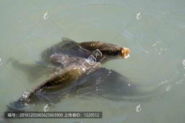 饑餓的魚