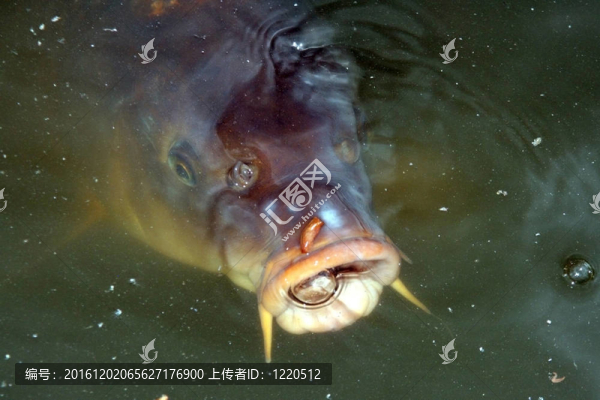 饑餓的鯉魚