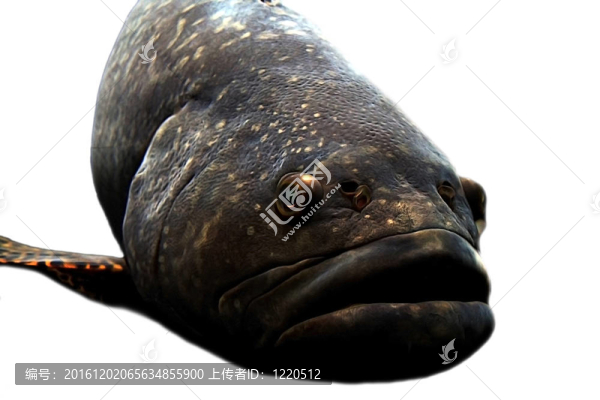 大嘴巴魚