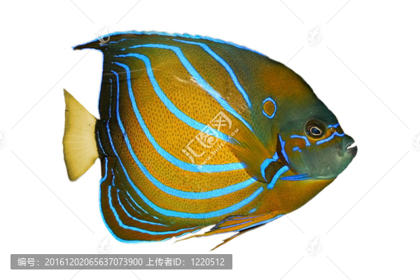 魚缸里的魚
