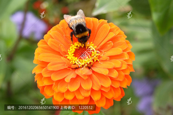 蜜蜂在花