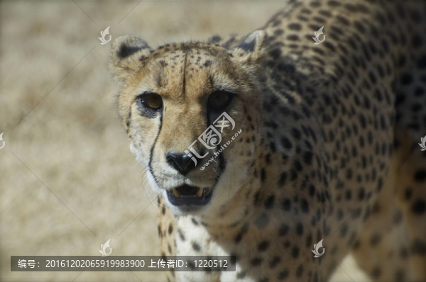 獵豹