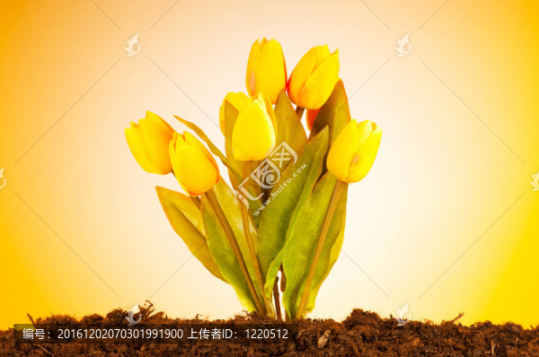 彩色郁金香花生長在土壤中