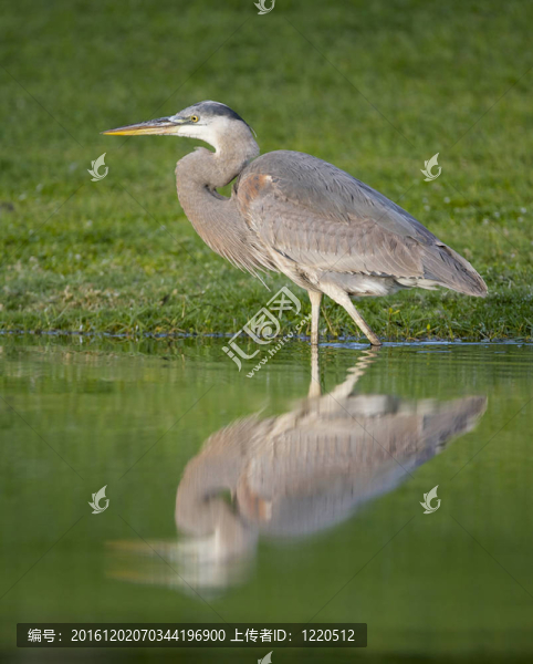 大藍鷺；Ardea,herodias