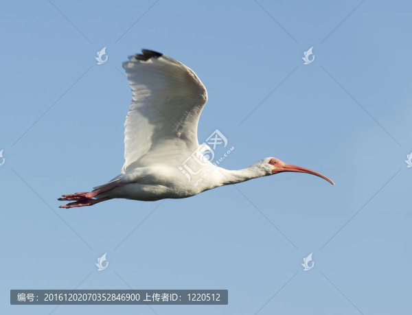 白色朱鷺；Eudocimus,albus